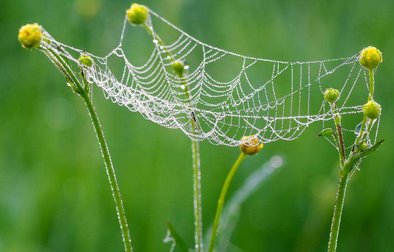 我国学者模仿蜘蛛网研制出“超弹性”硬碳材料 ​