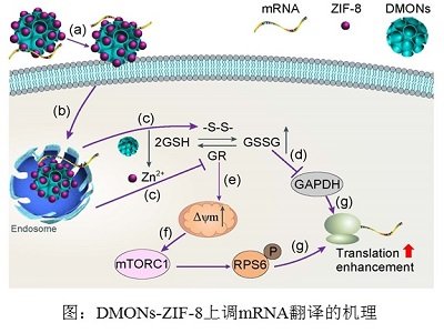 ZIF-8/л踴׿mRNA